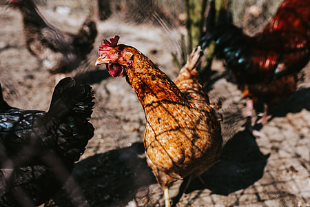 Animals on a farm thumbnail