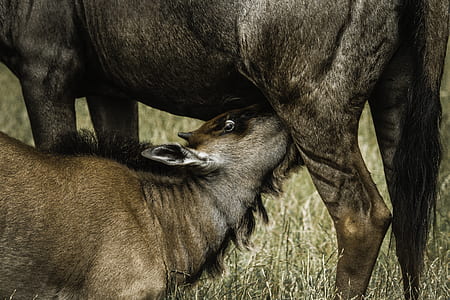 deer sucking milk on her mother's breast thumbnail