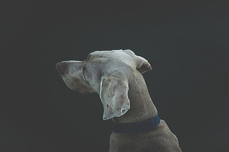 adult gray great dane thumbnail