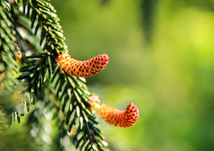 Pine Female Flowers, Korean Luc thumbnail