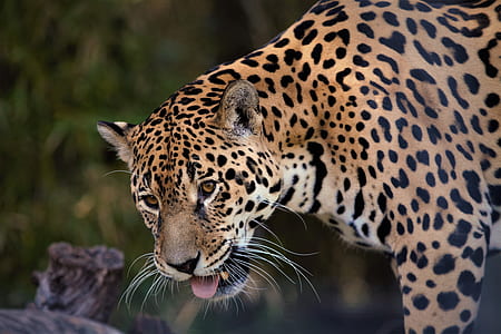 selective focus of leopard at daytime thumbnail