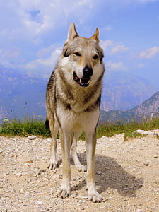 selective focus photography of Siberian husky thumbnail