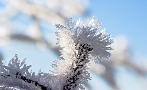 selective focus photography of white leafed tree thumbnail