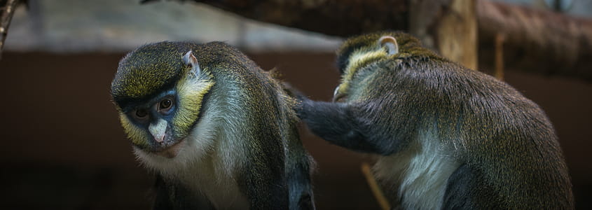 Two Brown-and-black Primates thumbnail