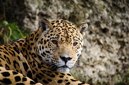 brown and black leopard thumbnail