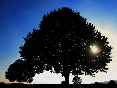 silhouette photography of tree thumbnail