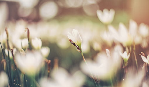 caterpillar on flower in selective focus photography thumbnail