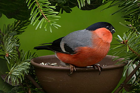 closeup photo of gray and pink short-beaked bird thumbnail