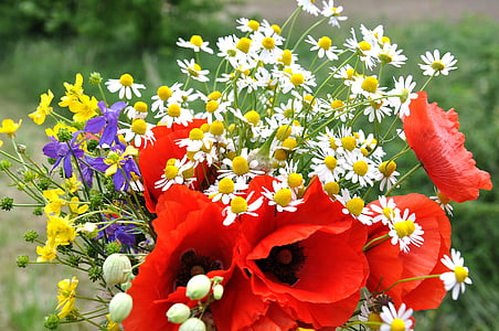 shallow focus photography of red and white flowers thumbnail
