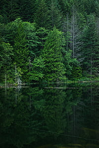 green trees with reflection on body of water at daytime thumbnail