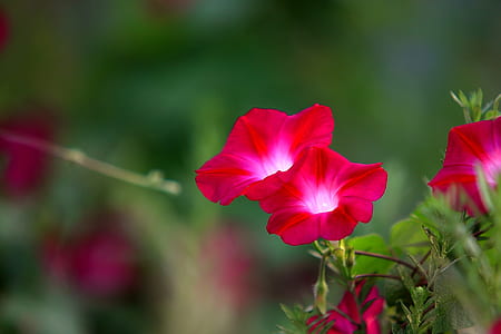 tilt shift photography of two red flowers thumbnail