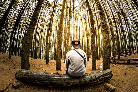 Man Siting on Log in Center of Forest Panoramic Photo thumbnail
