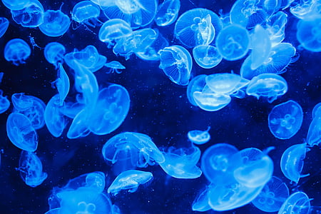 school of jellyfish thumbnail