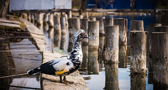 white and black bird on wood thumbnail