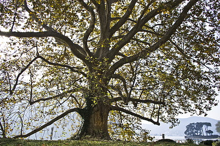 green leaf tree during daytime thumbnail