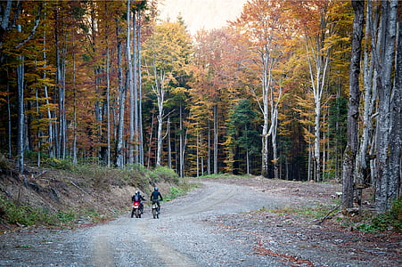 two man riding motorcycle surrounded by trees thumbnail