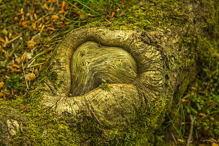 gray tree bark on soil thumbnail