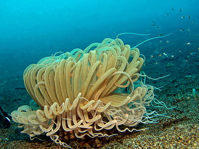 green sea coral thumbnail