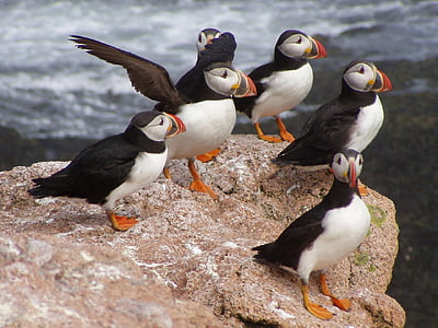 birds on brown rock during daytime thumbnail