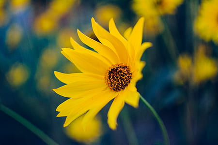 sunflowers thumbnail