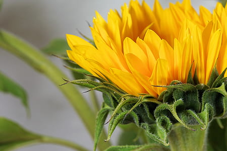 close-up photo of yellow chrysanthemum flower thumbnail