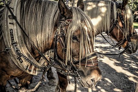 two brown horses standing at daytime thumbnail