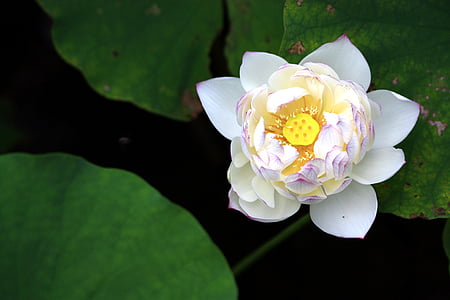 closeup photography of white petaled flower thumbnail