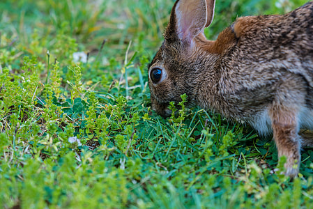 squirrel on grass during daytime thumbnail