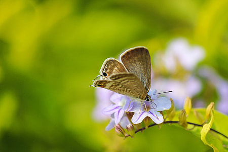selective focus photo of male brown butterfly on purple flower thumbnail