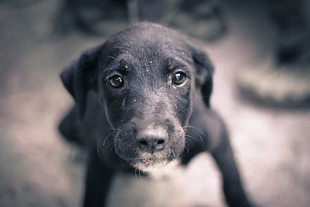 shallow focus photo of short-coated black dog thumbnail