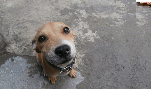 short-coated brown dog with brown lace thumbnail