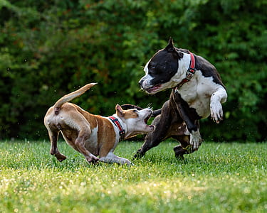 two American bully on grass thumbnail