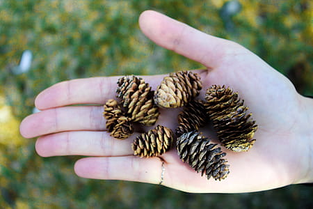 Pine Tree Cons on Person's Palm thumbnail