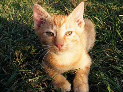 closeup photo of orange tabby kitten thumbnail