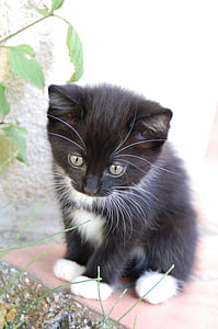 black and white kitten thumbnail