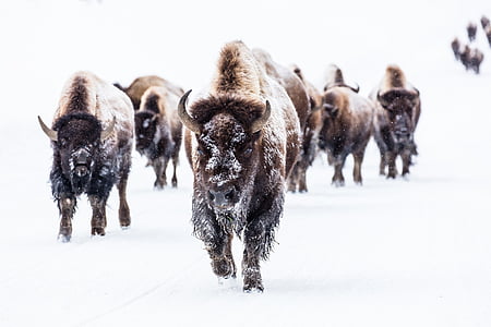 group of bison during snowy weather thumbnail