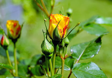 close-up photo of yellow and red petaled flower thumbnail