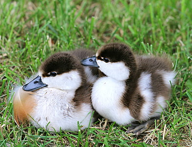 two black and white ducklings on green grass thumbnail