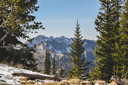 mountain covered with trees and snow thumbnail