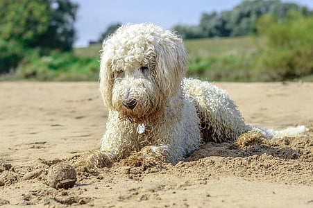 shallow focus photography of dog thumbnail