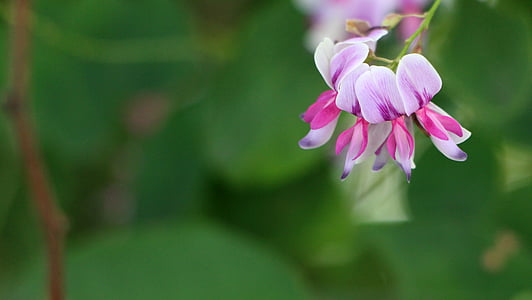 macro photography of purple and pink flowers during daytime thumbnail