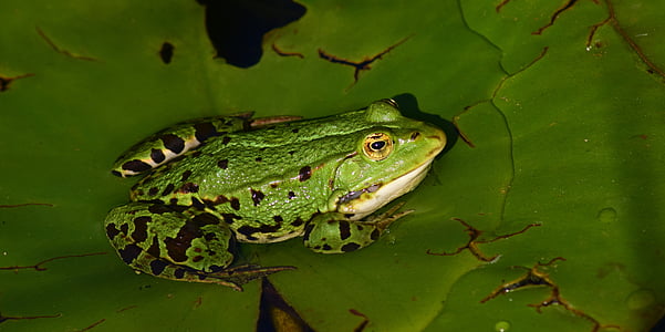 green and black frog on leaf thumbnail
