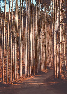 path surrounded by trees thumbnail