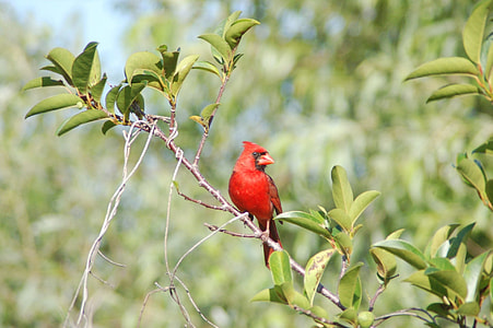 red parrot on tree thumbnail