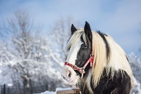 closeup photography of black and white horse thumbnail