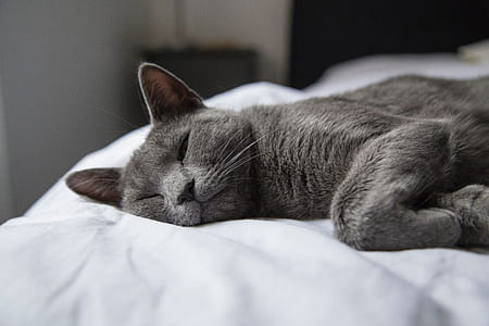 grey cat lying on white bed thumbnail