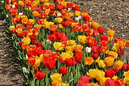 yellow and red tulips in bloom at daytime thumbnail
