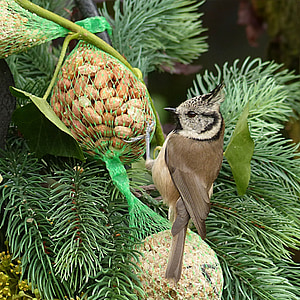 brown tit bird thumbnail