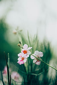 white and red petaled flower selective focus photography thumbnail