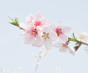 cherry blossom thumbnail
